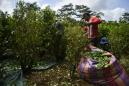 Colombian cocaine crops reduce but still world's largest: UN