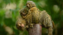 World's Smallest Monkey Gives Birth to Twins That Weigh Just Half an Ounce Each