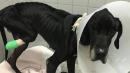 Animal Shelter Says Starved Great Dane Ate Its Own Foot To Survive