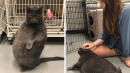 Famously Thicc, High-Maintenance Cat Finds New Human As Extra As He Is