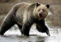 U.S. judge orders federal protection restored to Yellowstone grizzlies