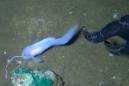 Scientists have managed to film the adorable super deep-sea snailfish in 4K