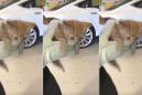 Tesla mechanics rescue a cute kitten that got stuck inside a Model X bumper