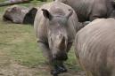 Rhino killed for its horn inside French zoo; rare old African elephant killed too