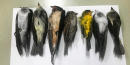 Birds are dropping dead in New Mexico, potentially in the 'hundreds of thousands'