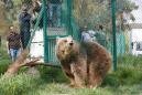 Mosul zoo's last two animals reach safer ground in Jordan