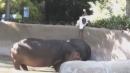 Man Caught on Camera Spanking Hippo at California Zoo