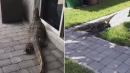 Massive Lizard the Size of an Alligator Terrorizing Florida Neighborhood