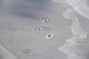 Nasa Can't Explain Images of Strange Ice Circles in Arctic Sea