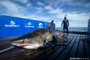 2,000-pound great white shark pings off Florida Gulf coast