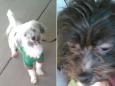 Turpin family latest: Two healthy Maltese dogs seized from couple whose 13 malnourished children were found 'imprisoned'