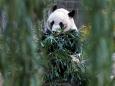 Mei Xiang, the National Zoo's female giant panda, is very pregnant and her cub could come as soon as this weekend