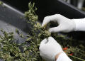 Coronavirus could accelerate U.S. cannabis legalization