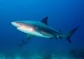 A shark attack while snorkeling is extremely rare. Tips on how to avoid it