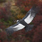 Fly without flapping? Andean condors surf air 99% of time