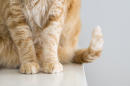 Two pet cats in New York test positive for coronavirus
