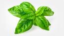 Basil From Mexico Is Likely Cause of Cyclospora Food Poisoning Outbreak