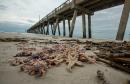 Why thousands of starfish washed up on Florida's Navarre Beach after Hurricane Sally