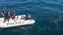Watch the Jaws moment for police as great white shark stalks their dinghy 