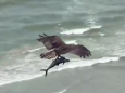 Huge bird of prey catches shark-like fish and flies off in viral video