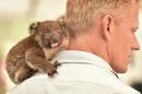Makeshift koala hospital scrambles to save dozens injured in bushfires