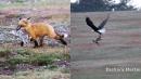 Amazing video shows eagle battling fox for rabbit in mid-air