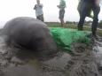 Irma: Manatees found stranded on Florida beaches after hurricane sucks up water from sea