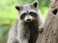21 people treated for rabies exposure after woman rescues abandoned baby raccoon