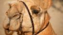 Man, dog and five camels rescued from fall in Australian bush