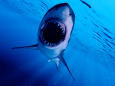 Enorme squalo bianco terrorizza i bagnanti della costa adriatica