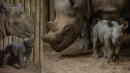 2 Rare Rhinos Born a Week Apart at the Same Zoo: 'These Youngsters Are Absolutely Vital'