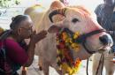 India political activist arrested for selling cow urine to combat virus