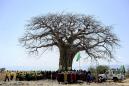 'Shocking' die-off of Africa's oldest baobabs: study