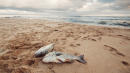 Climate Change Has Quadrupled Ocean 'Dead Zones,' Researchers Warn
