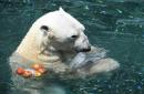 S. Korea's last polar bear dies ahead of British retirement