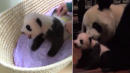 60-Day-Old Panda Cub - Still Without a Name - Crawls Around and Cuddles with Mom