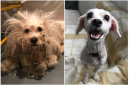You'll never believe how happy Holland the rescue dog gets after a haircut