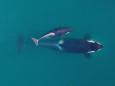 Vets ready for rare efforts to save ailing endangered orca