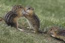 Chipmunks, fattened up on acorns, are driving people nuts