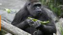 Baby gorilla injured at Seattle Zoo