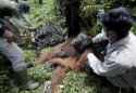 AP PHOTOS: Palm oil kills orangutans in Indonesia peat swamp