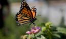 Fear in Mexico as twin deaths expose threat to monarch butterflies and their defenders