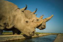 The nearly extinct white rhino might live on, thanks to lab-created embryos