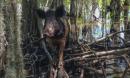 Crisis at the boar-der: panic as Canadian feral hogs approach the US