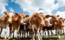 Renewable biogas from cow manure injected into grid in UK first