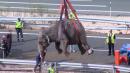 Elephants loose on Spanish motorway after circus lorry overturns