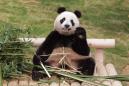 The mystery of why pandas are black and white has been solved