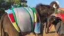 Baby Elephants Fend Off Myanmar Cold Spell With Homemade Blankets