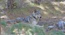 Endangered Gray Wolf Found Dead in California After Traveling Nearly 8,000 Miles Without a Pack