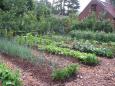 Starting a vegetable garden: the basics